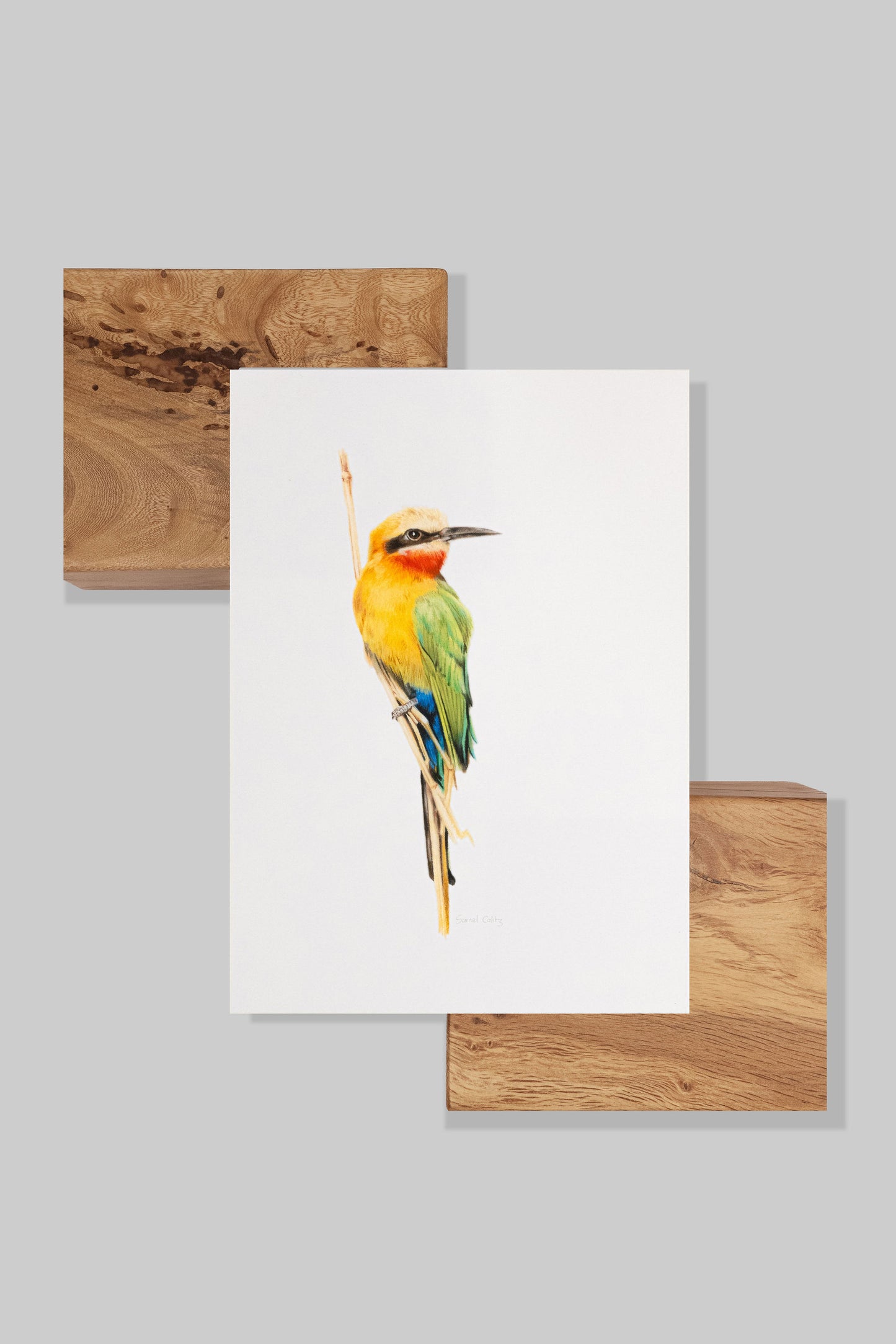 White Fronted Bee Eater