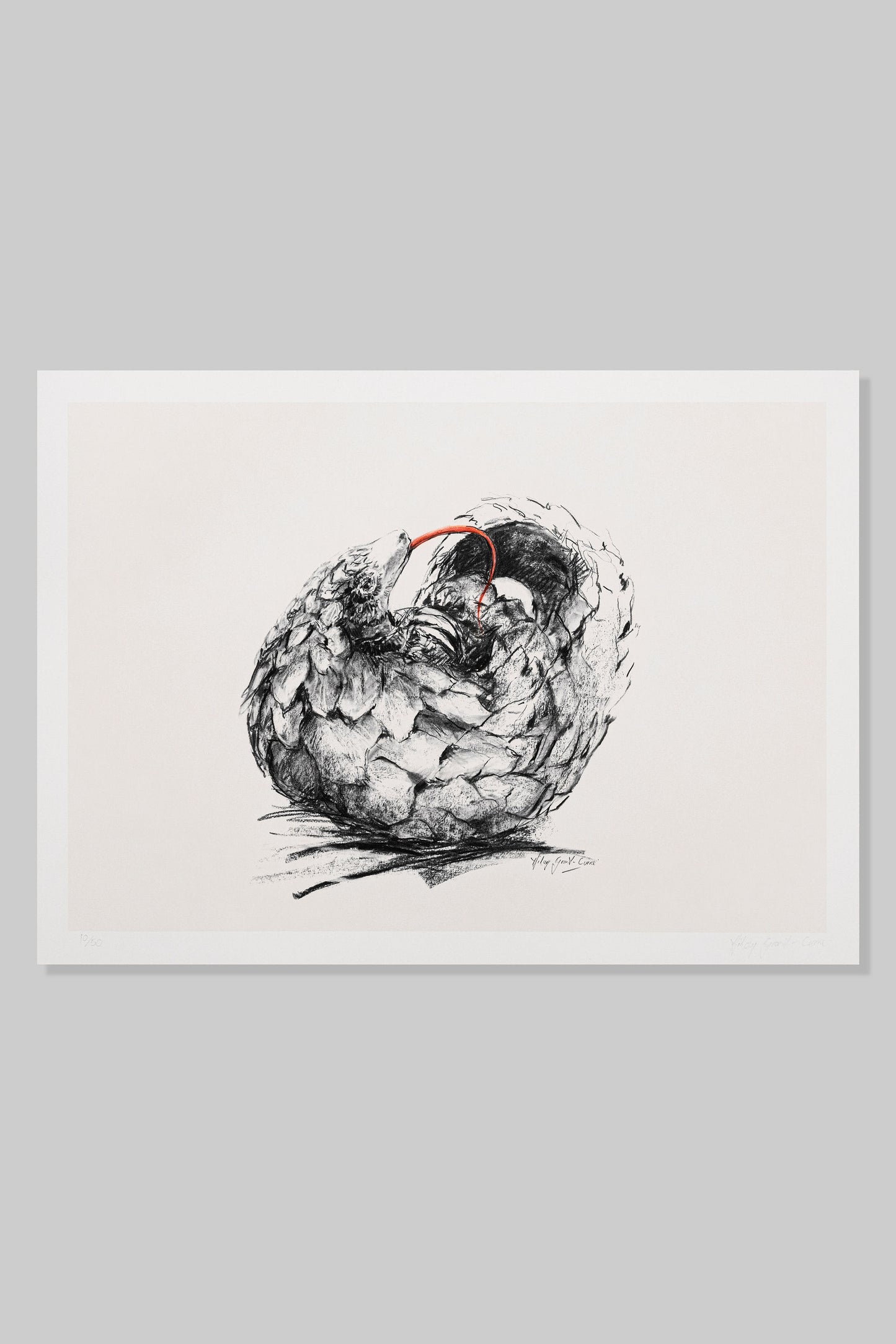 Pangolin: Percival