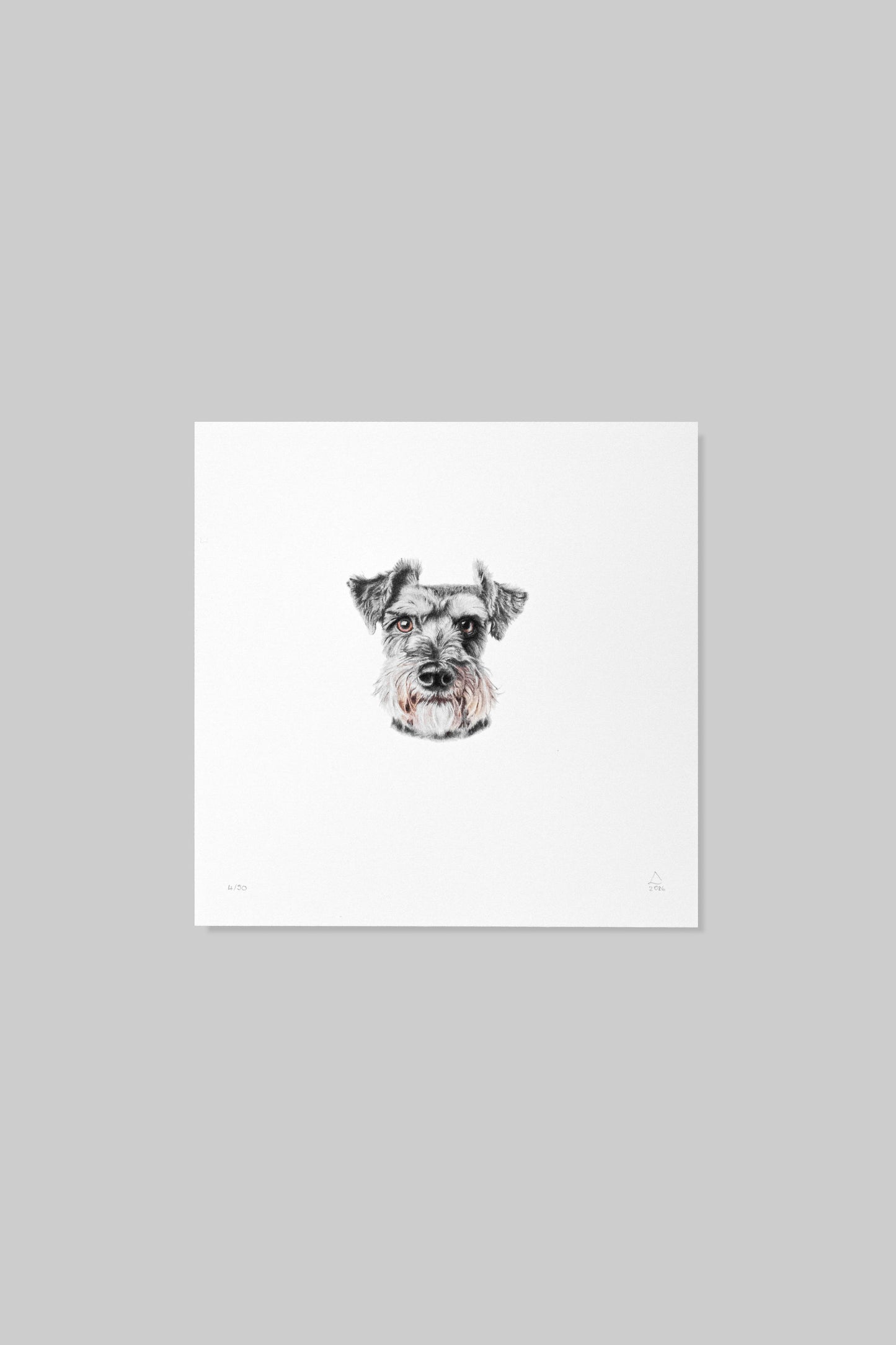 Schnauzer