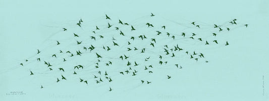 Unfettered Pretoria Pigeons