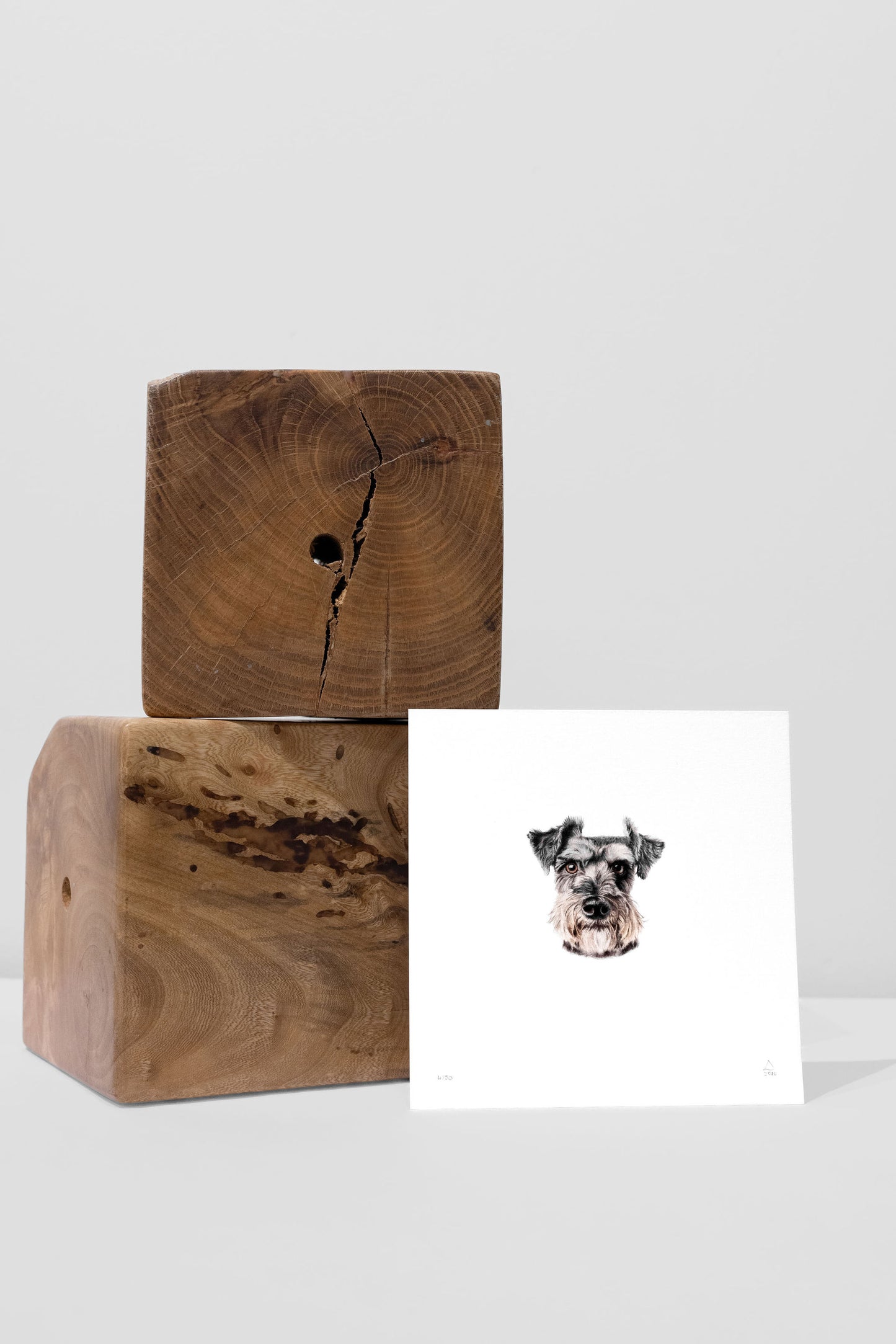 Schnauzer