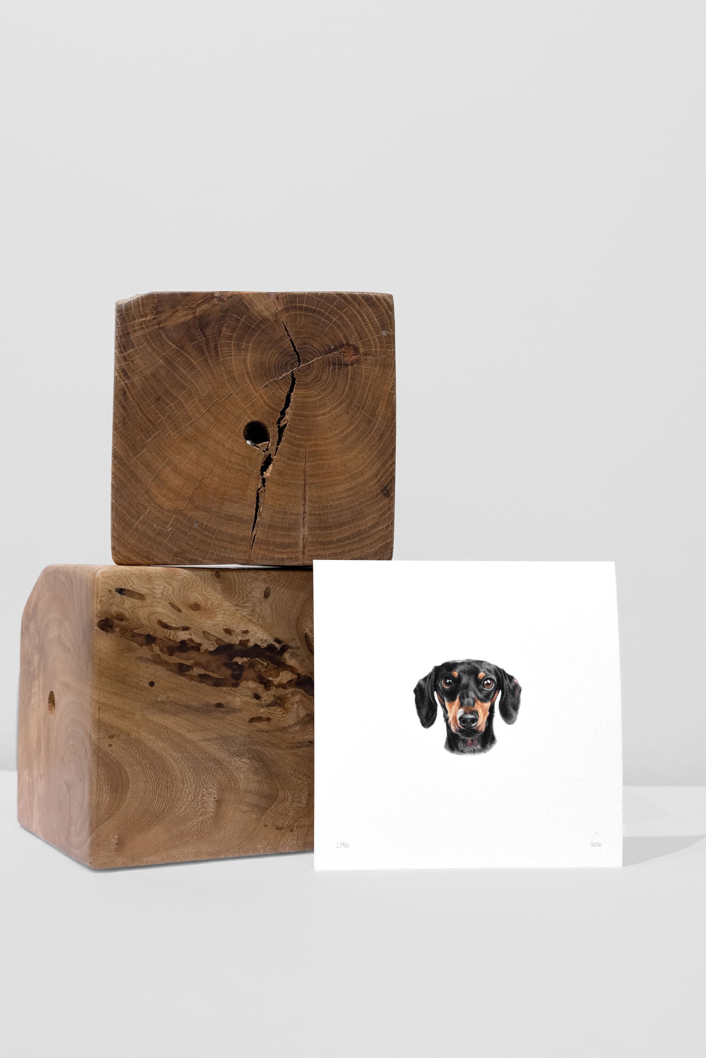 Dachshund