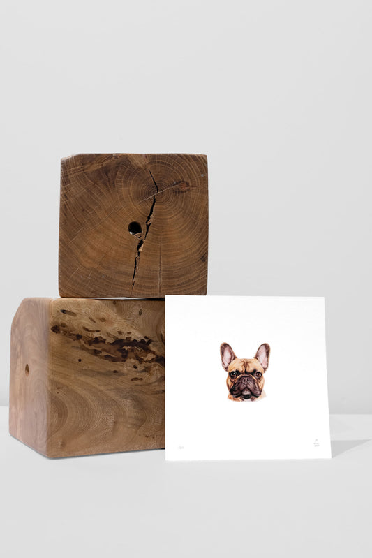 Frenchie