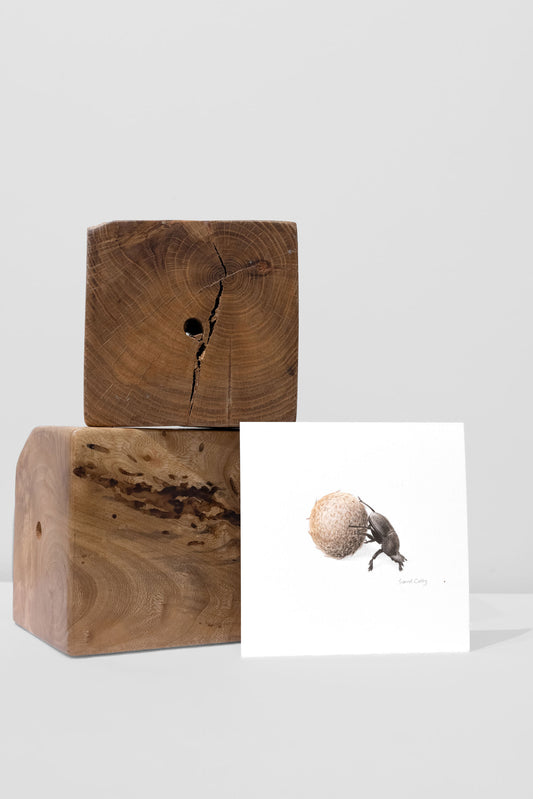 Dung Beetle