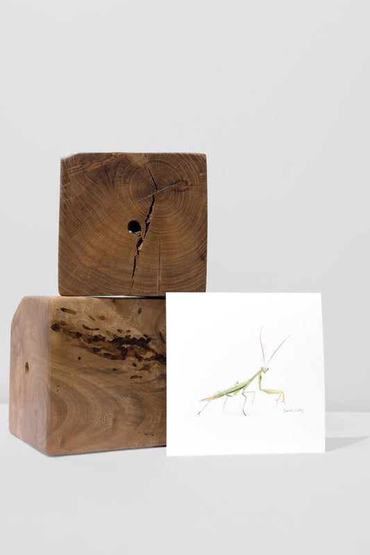 Praying Mantis