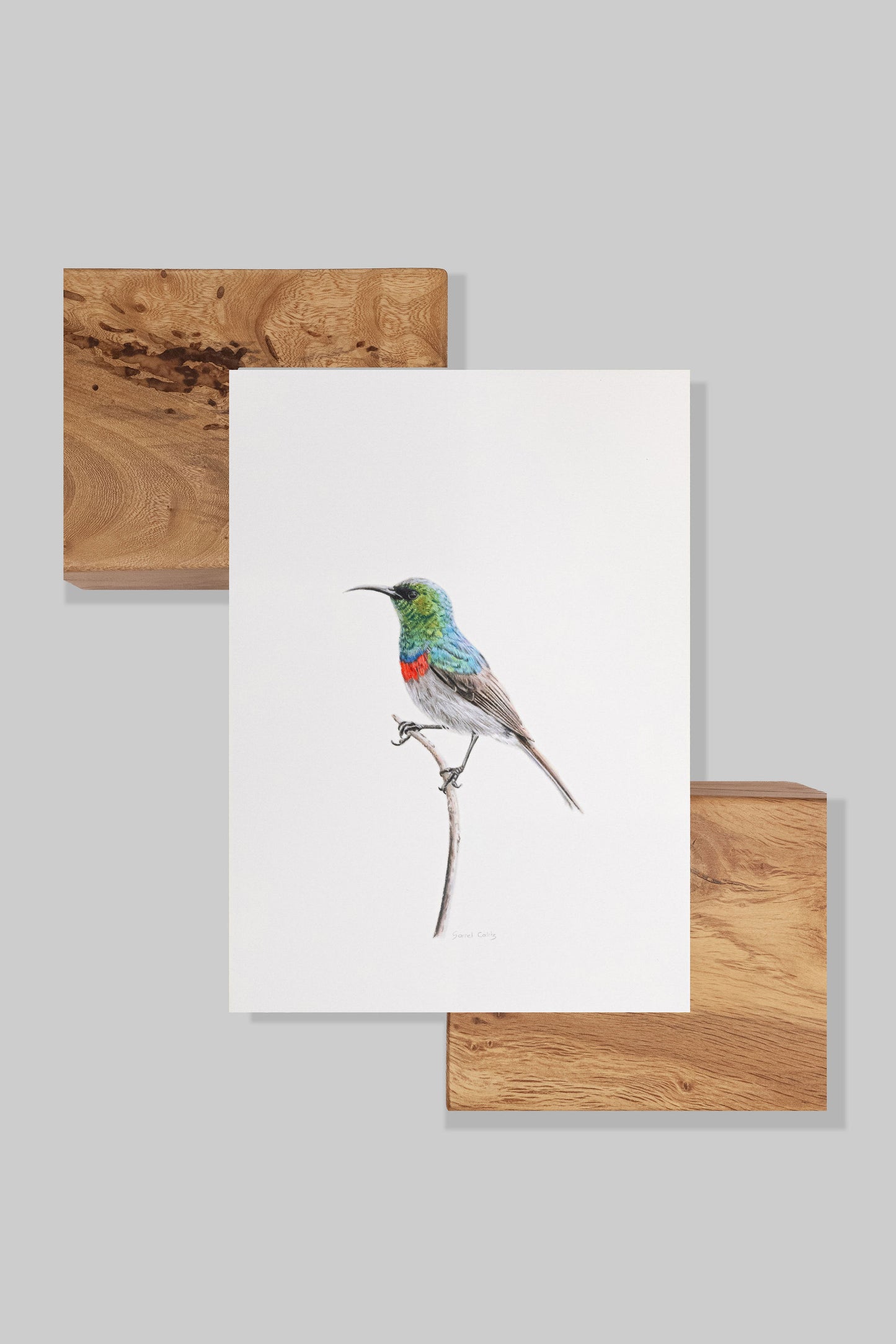 Southern Double Collared Sunbird
