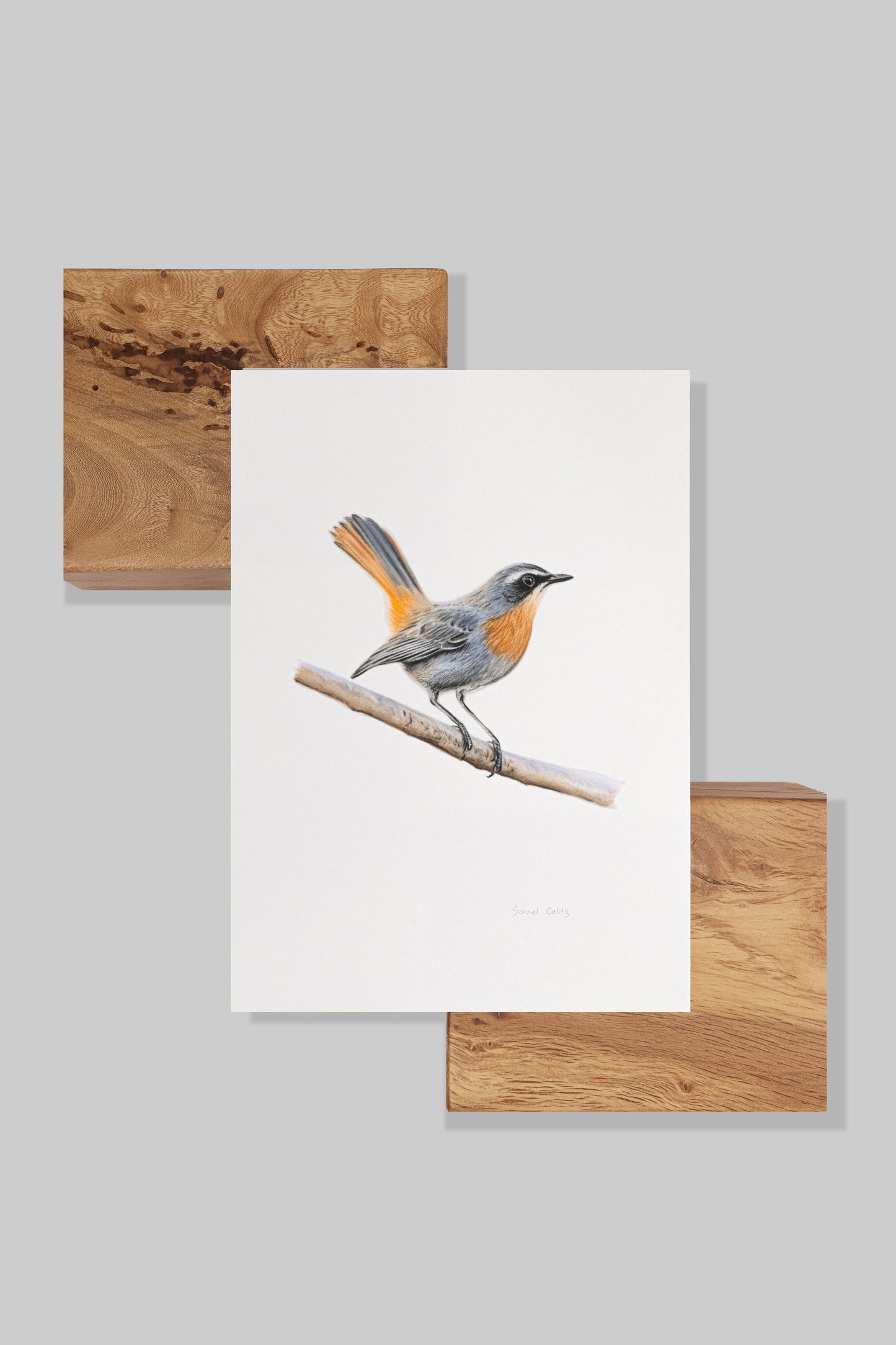 Cape Robin Chat