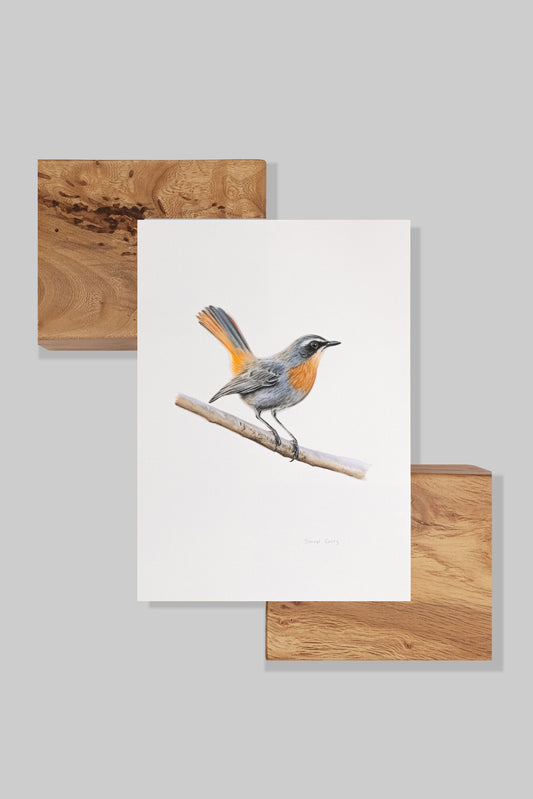 Cape Robin Chat
