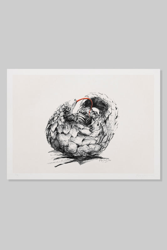 Pangolin: Percival