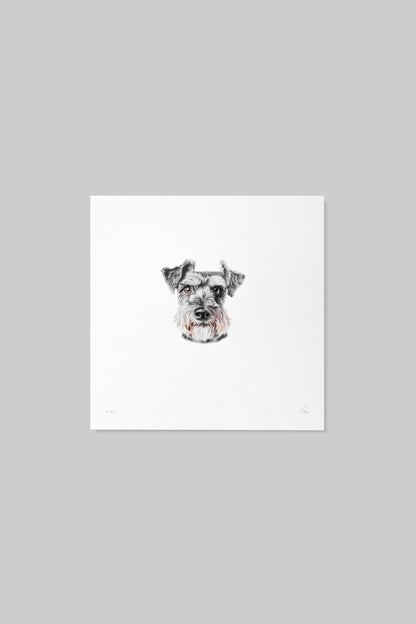 Schnauzer
