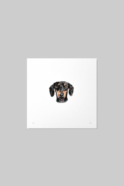Dachshund