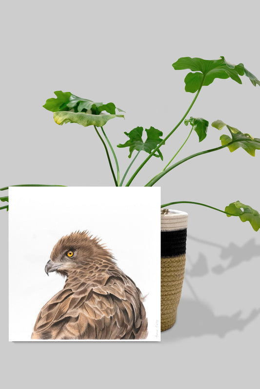 Brown Snake Eagle