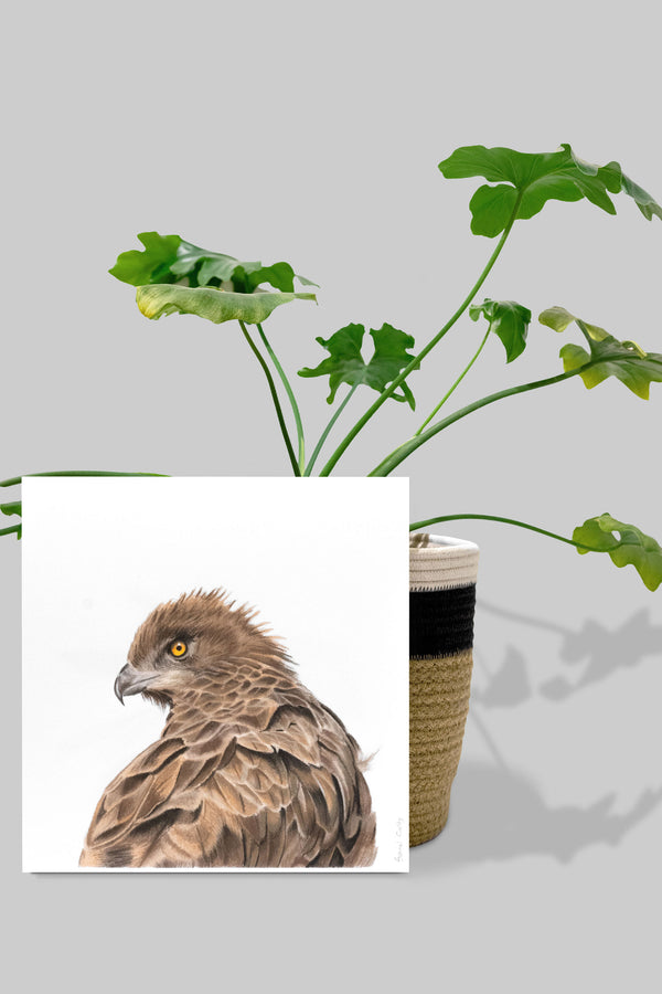 Brown Snake Eagle