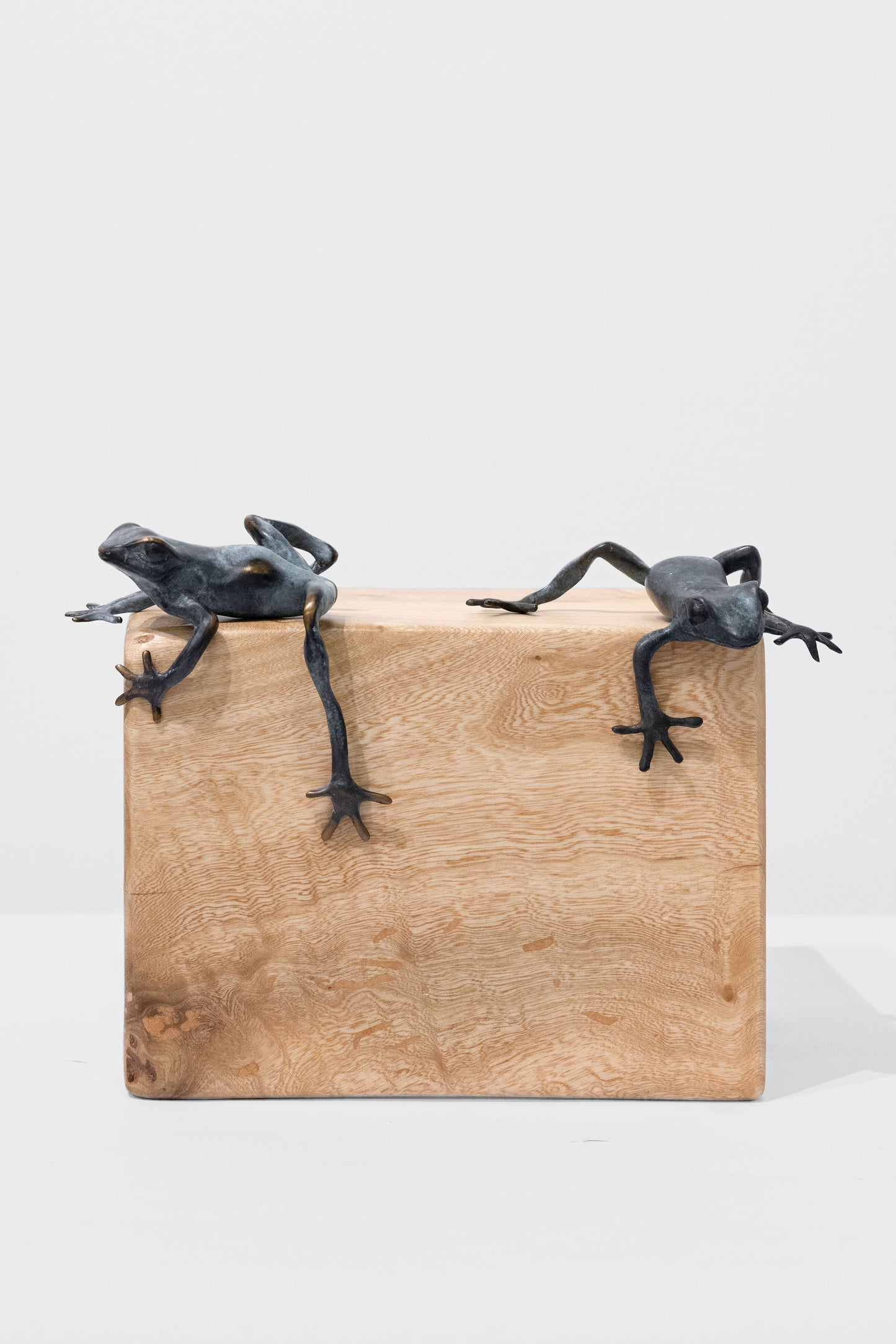 Bronze Tree Frog