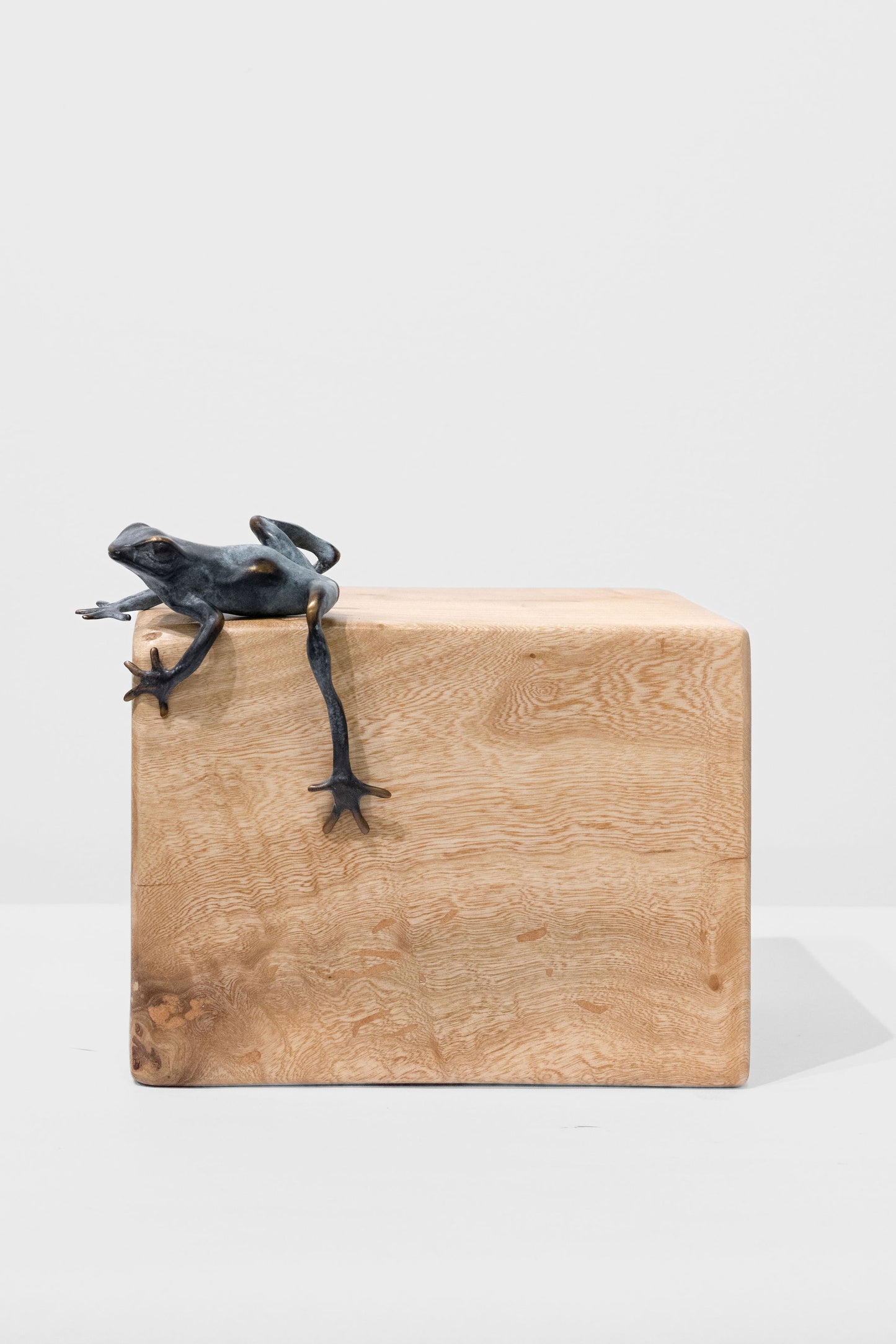 Bronze Tree Frog