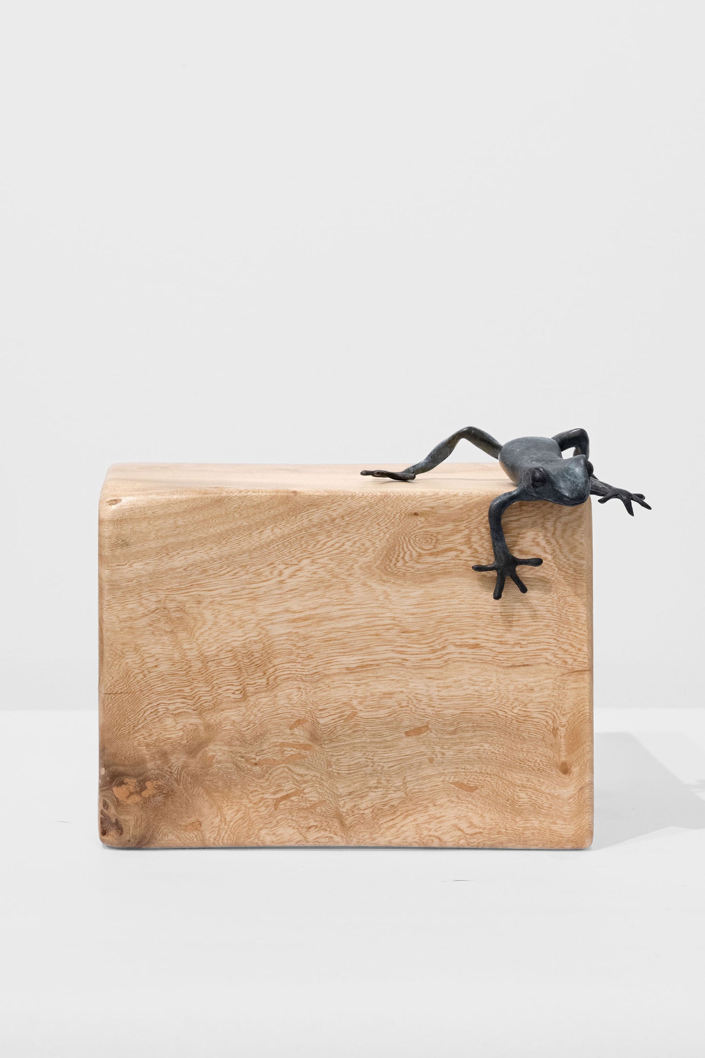 Bronze Tree Frog