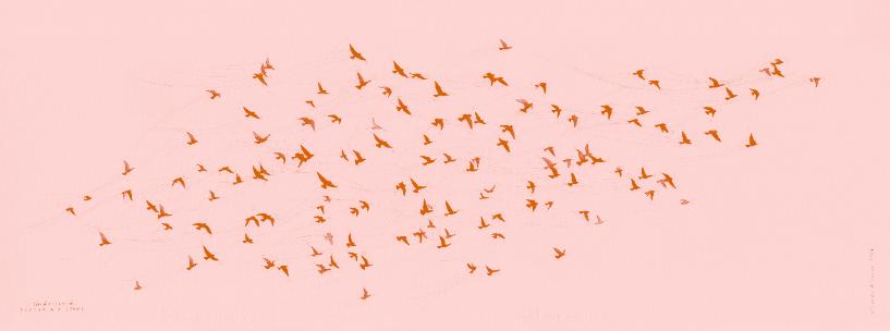 Unfettered Pretoria Pigeons