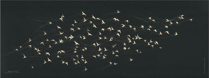Unfettered Pretoria Pigeons