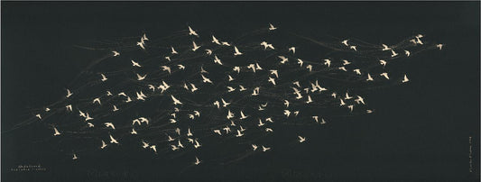 Unfettered Pretoria Pigeons