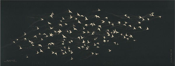 Unfettered Pretoria Pigeons
