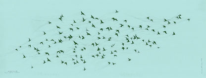 Unfettered Pretoria Pigeons