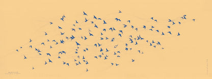 Unfettered Pretoria Pigeons