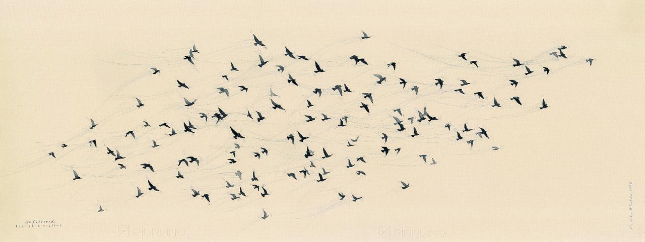 Unfettered Pretoria Pigeons