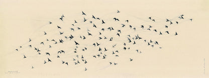 Unfettered Pretoria Pigeons