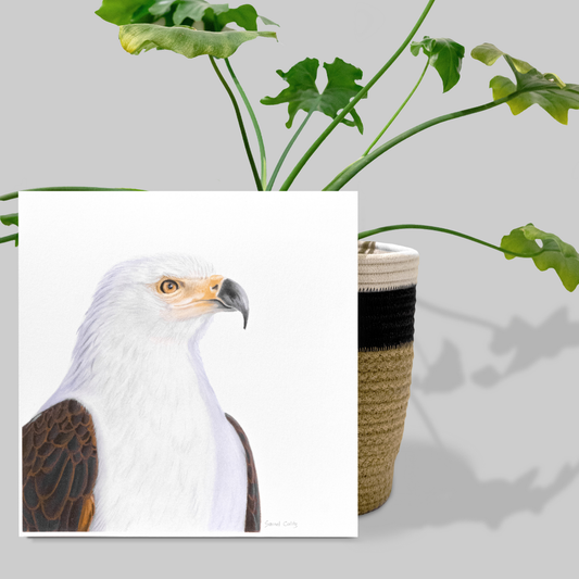 African Fish Eagle