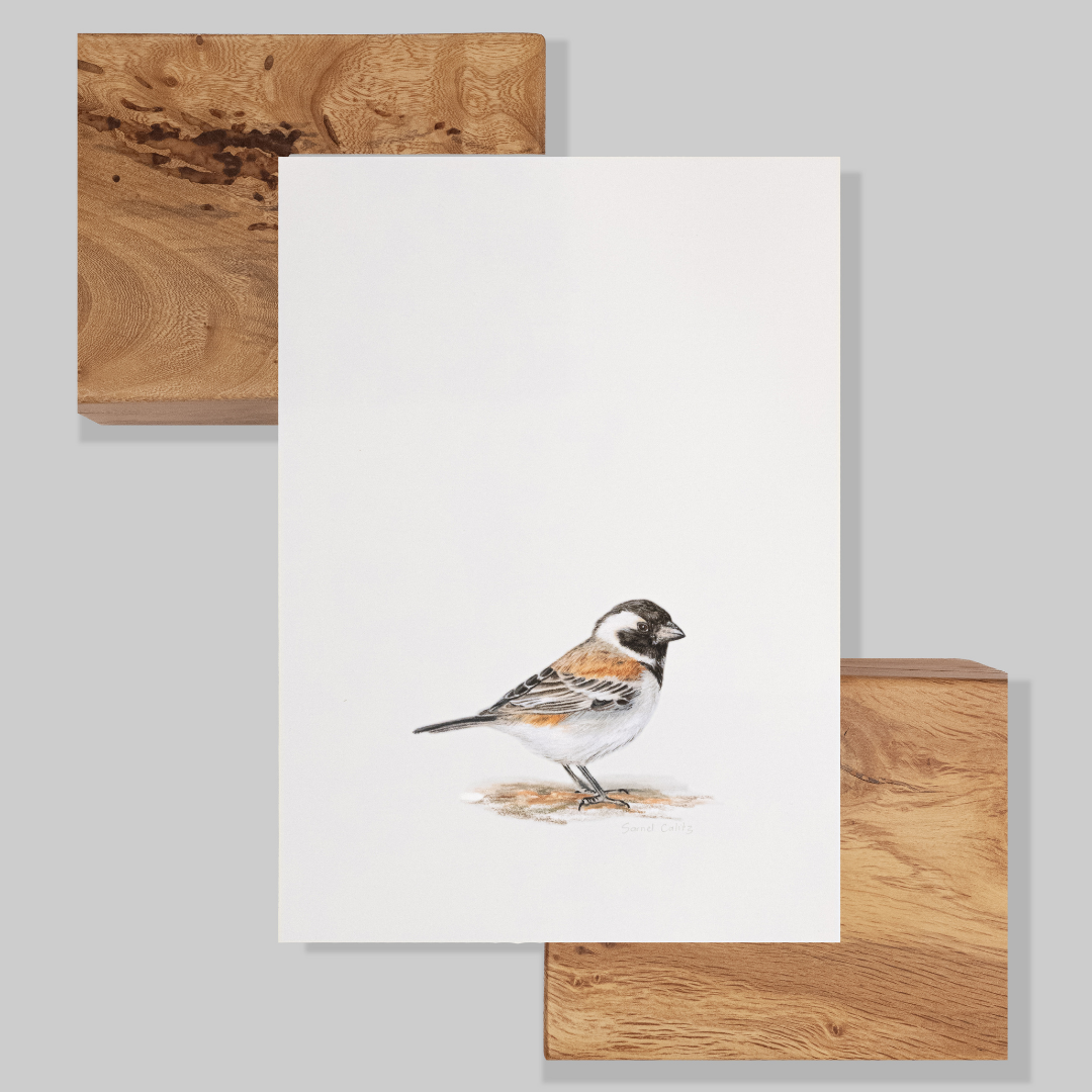Cape Sparrow